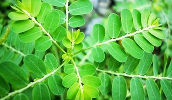 Daun Kelor